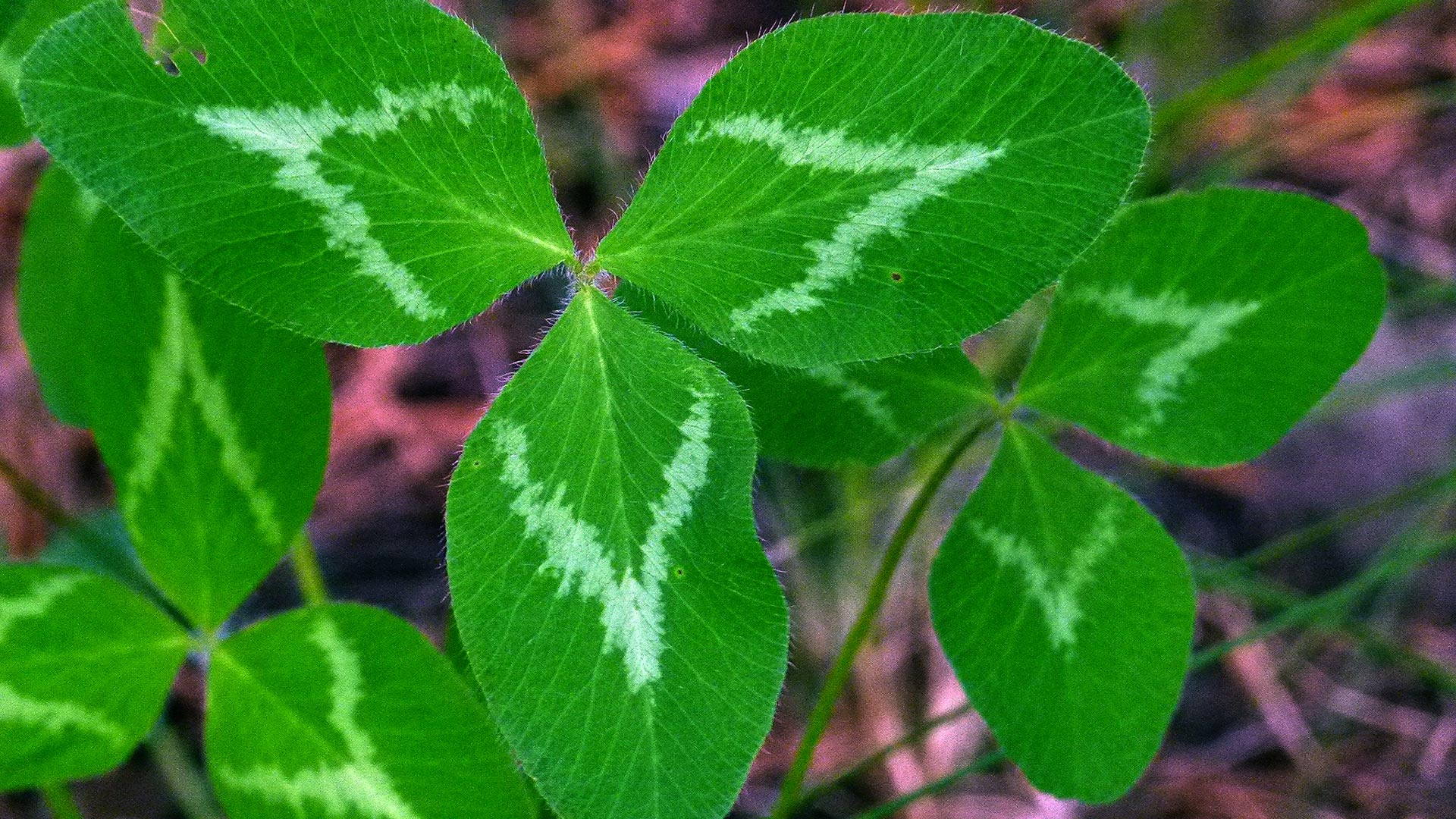weeds, leaves