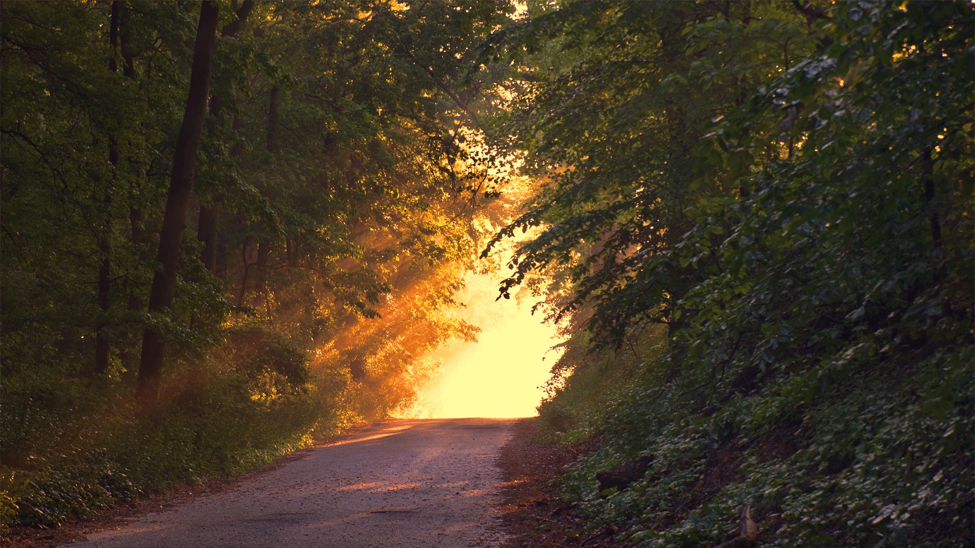 Sunlight beaming through wood trail