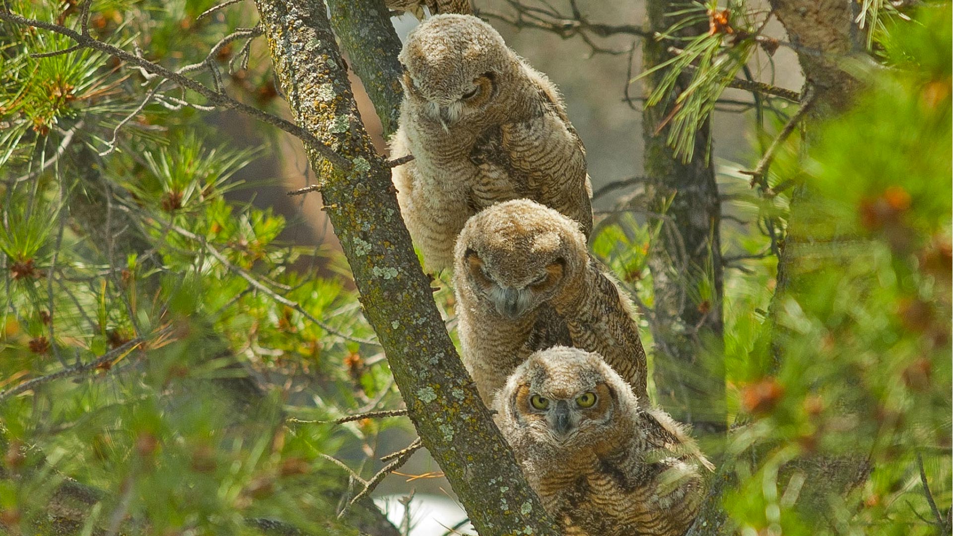 Three owls in a tree