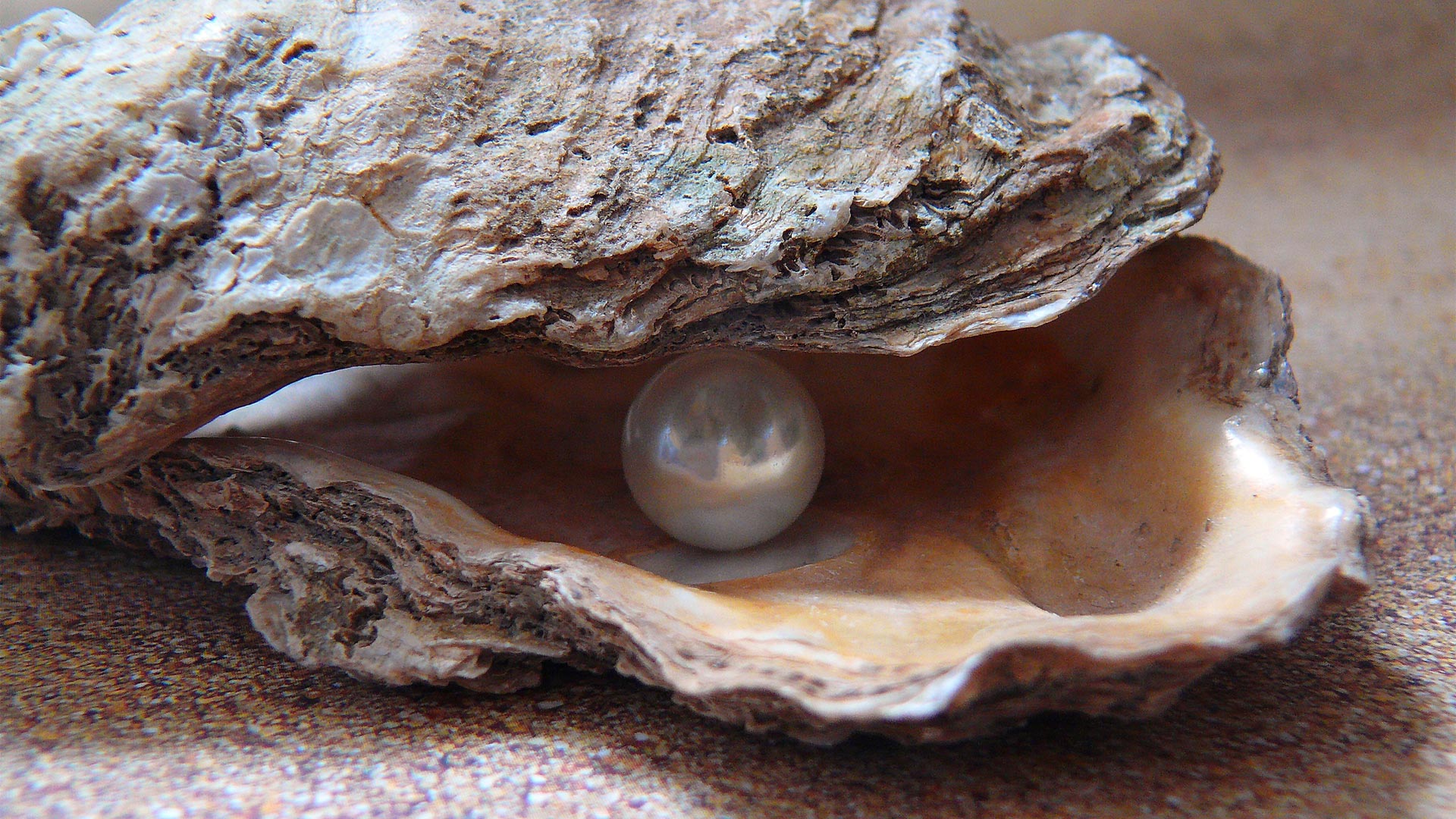 Pearl in an oyster