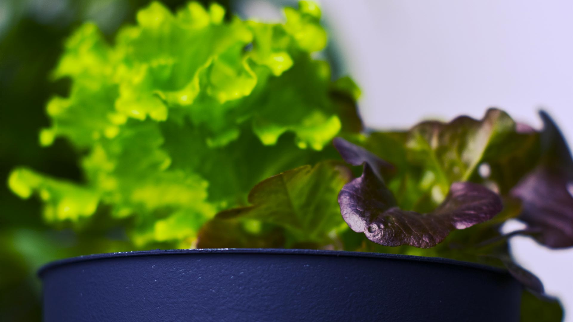 Plant leaves