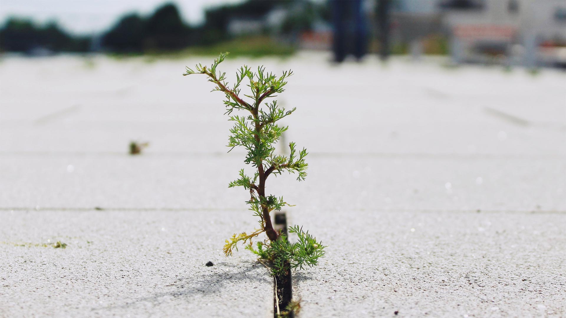 Weed growing in concrete crack