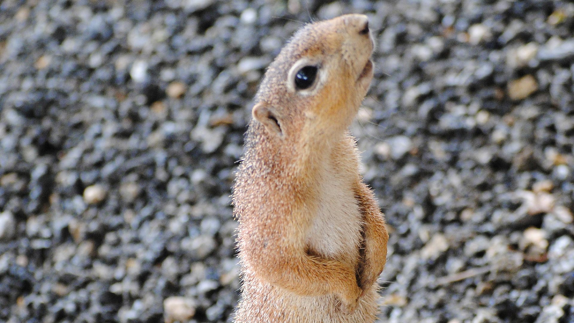 Squirrel chillin'