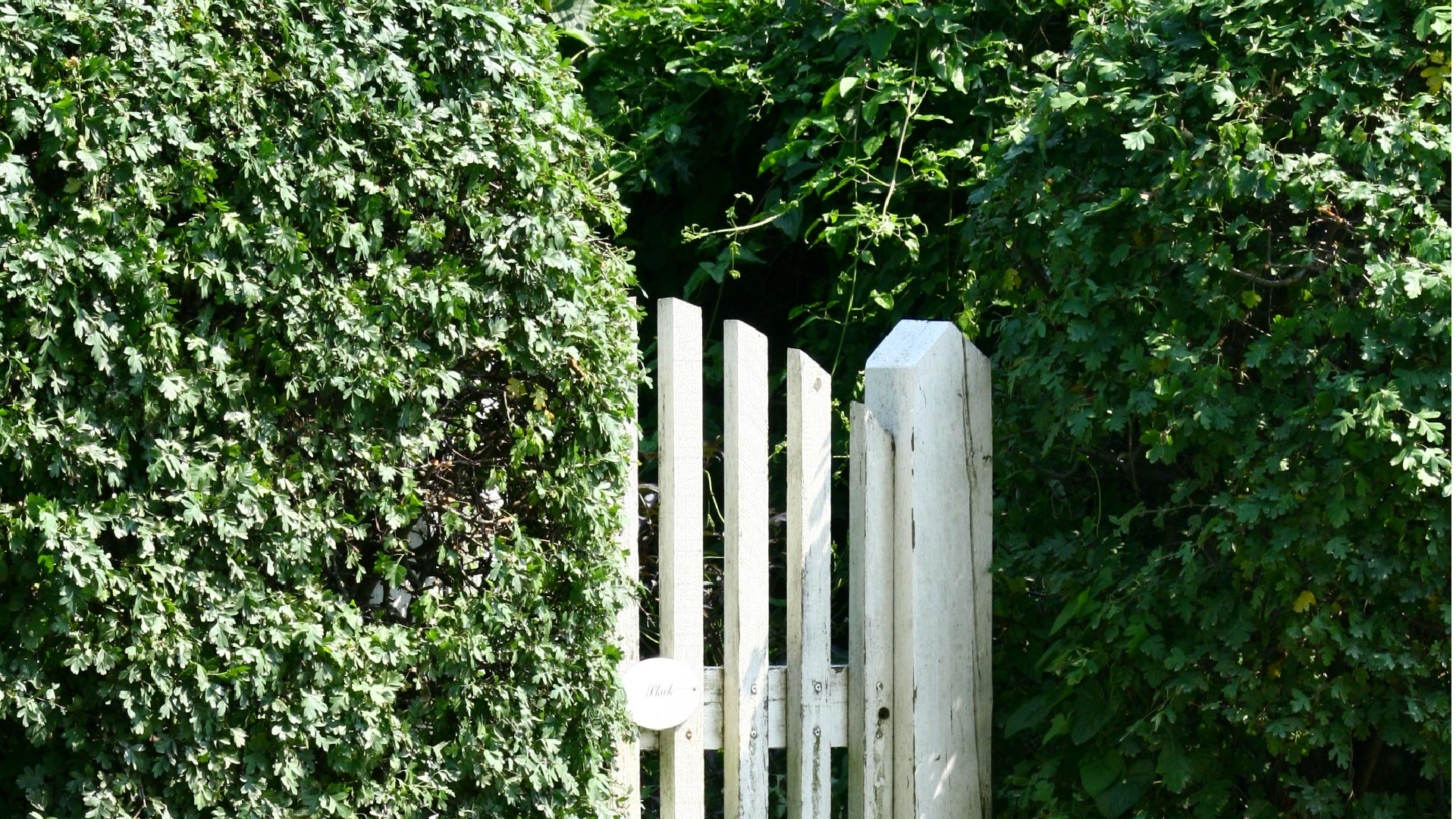Gate hidden by bushes