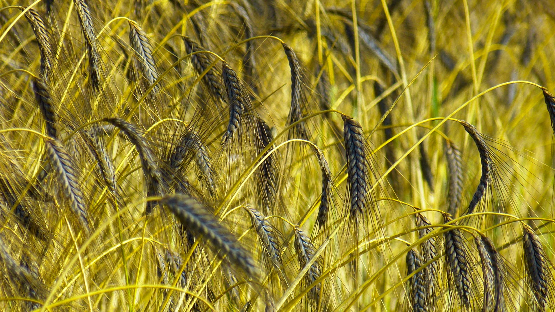 Wheat field