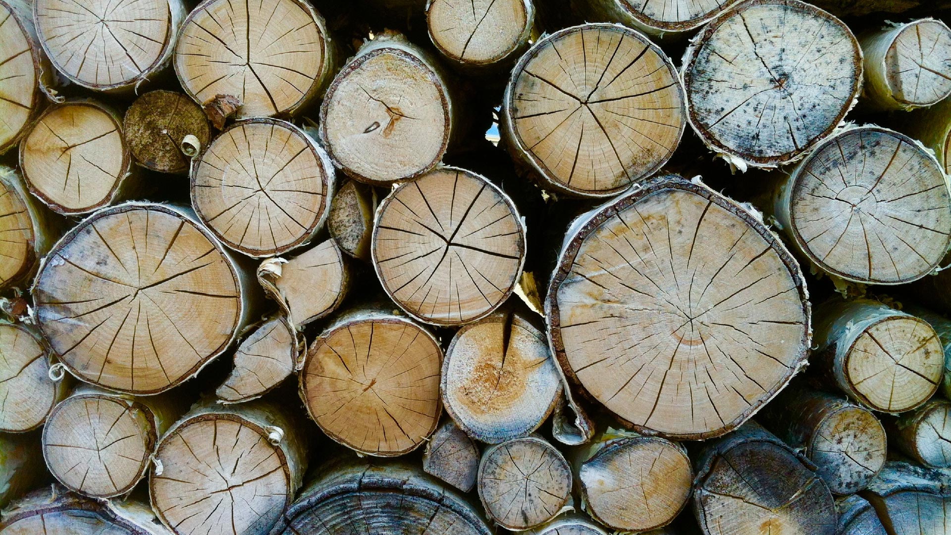 Tree trunks in neat pile