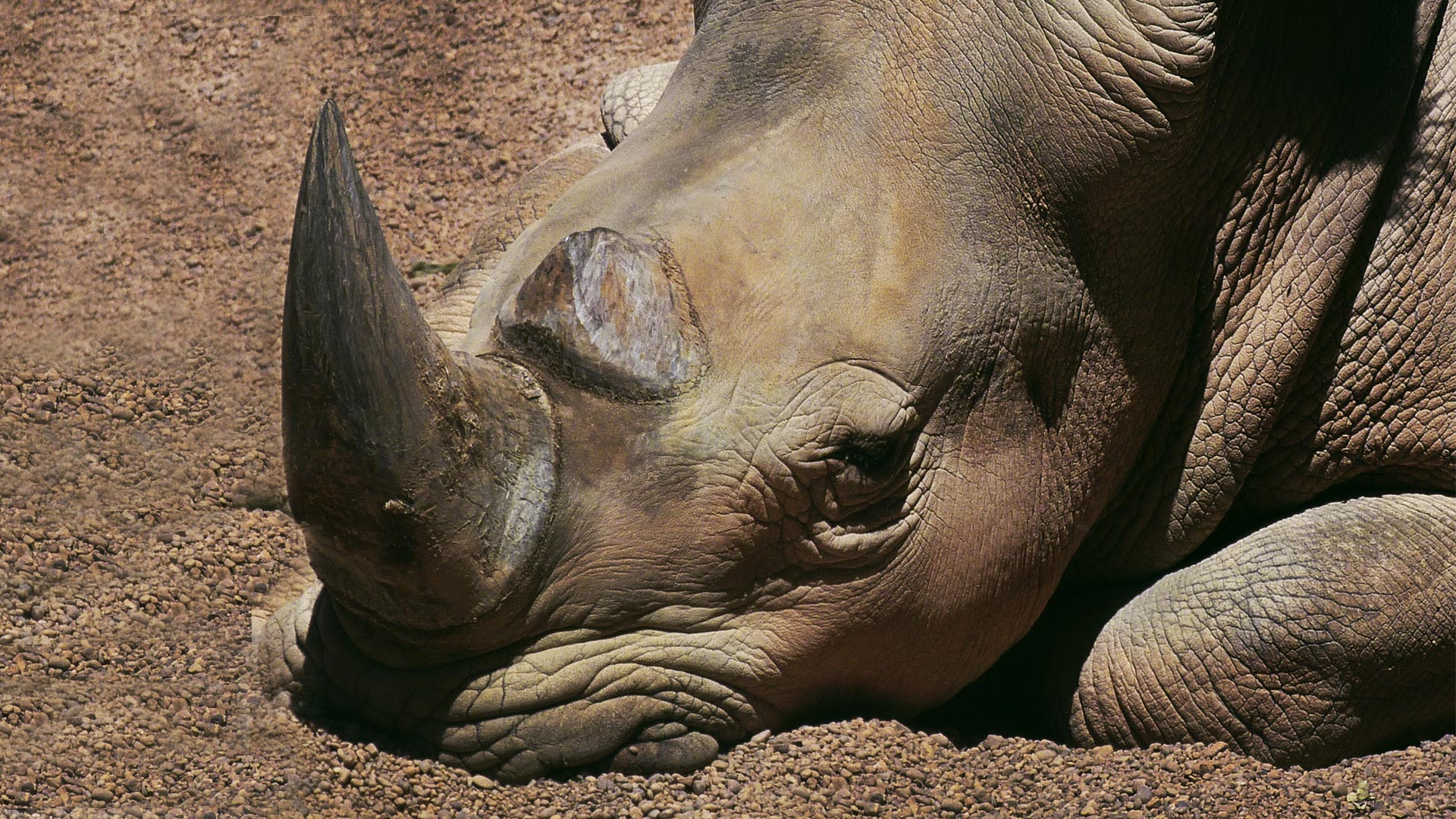 Rhino sleeping