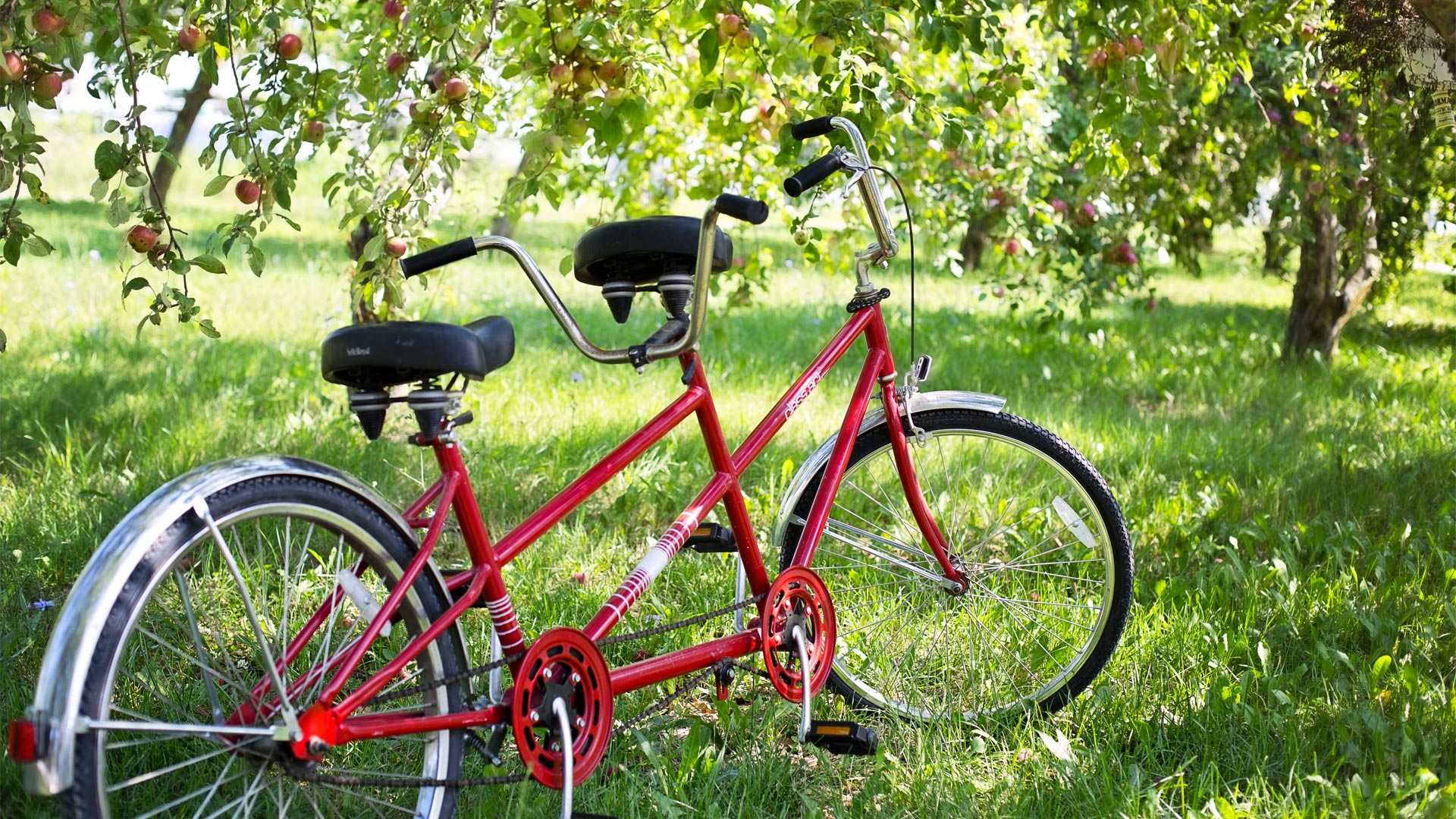 Tandem bicycle in the park