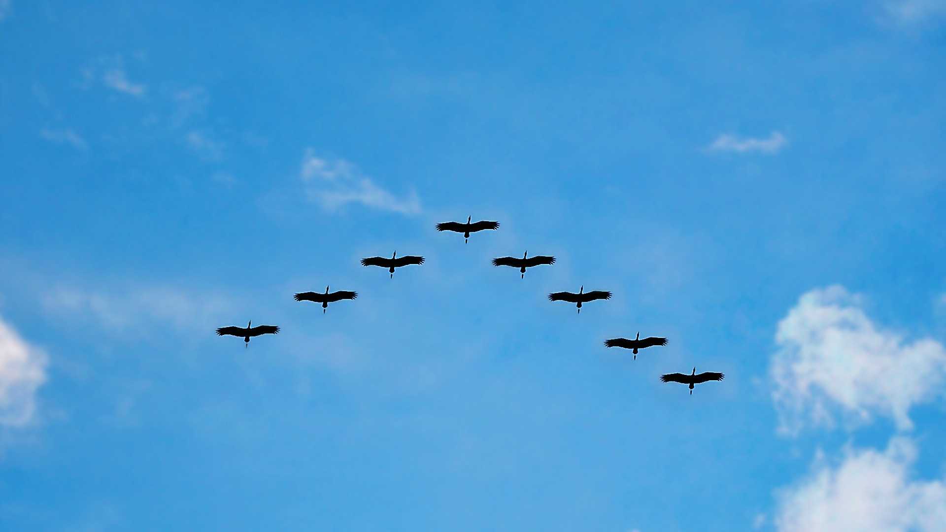 birds migrating