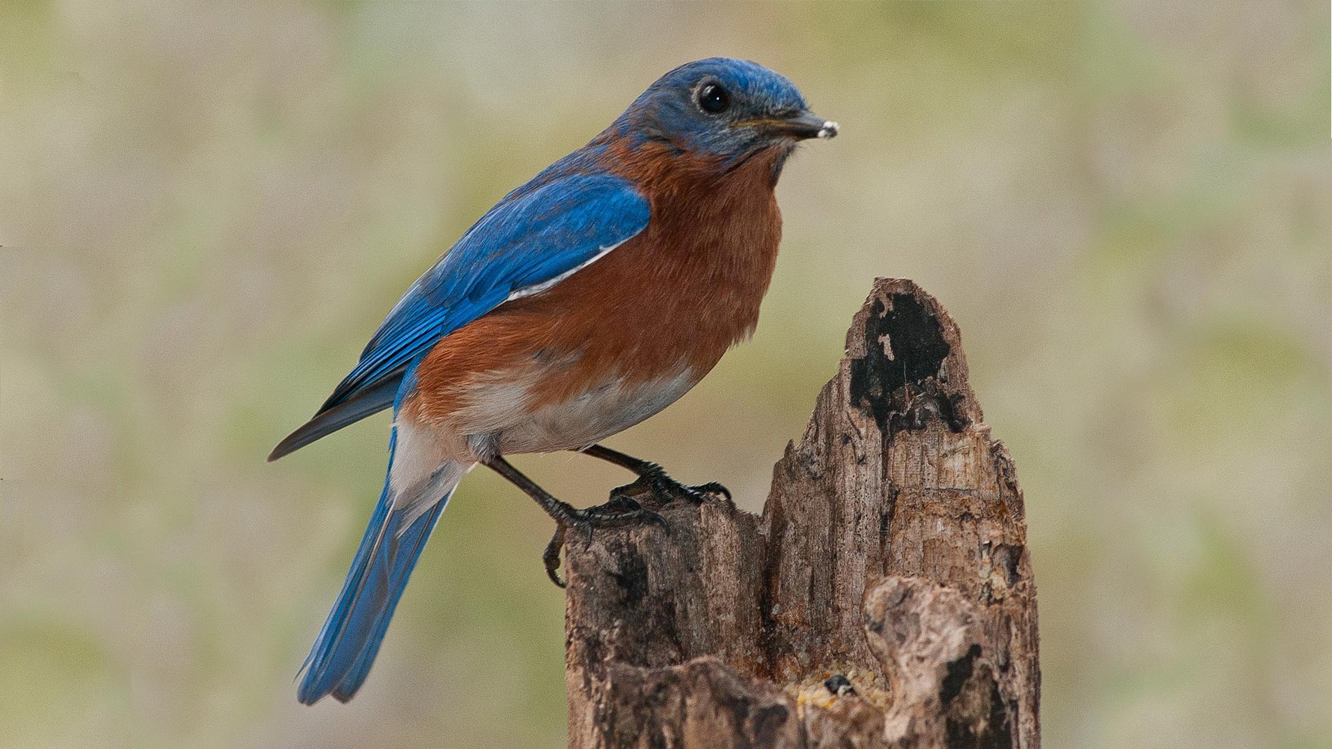 Bluebird on a tree trunk