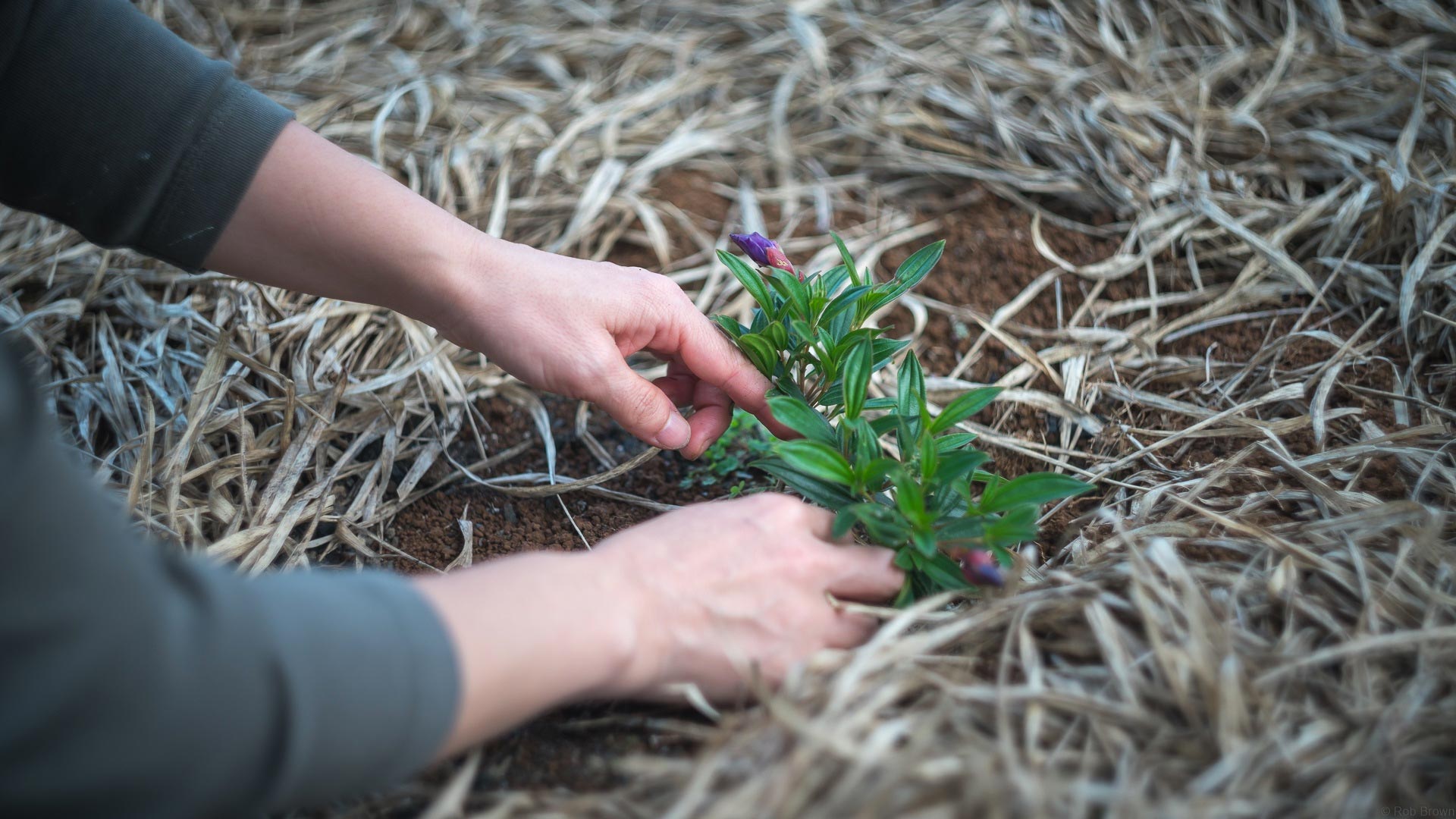 person planting in a garden