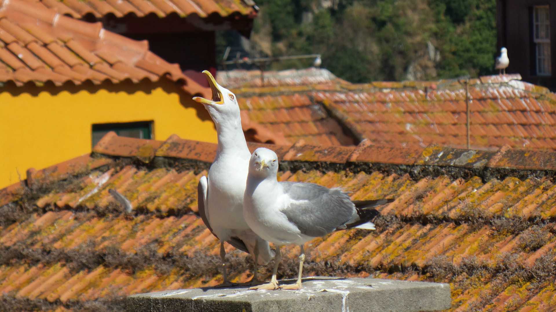2 seagulls; one shouting