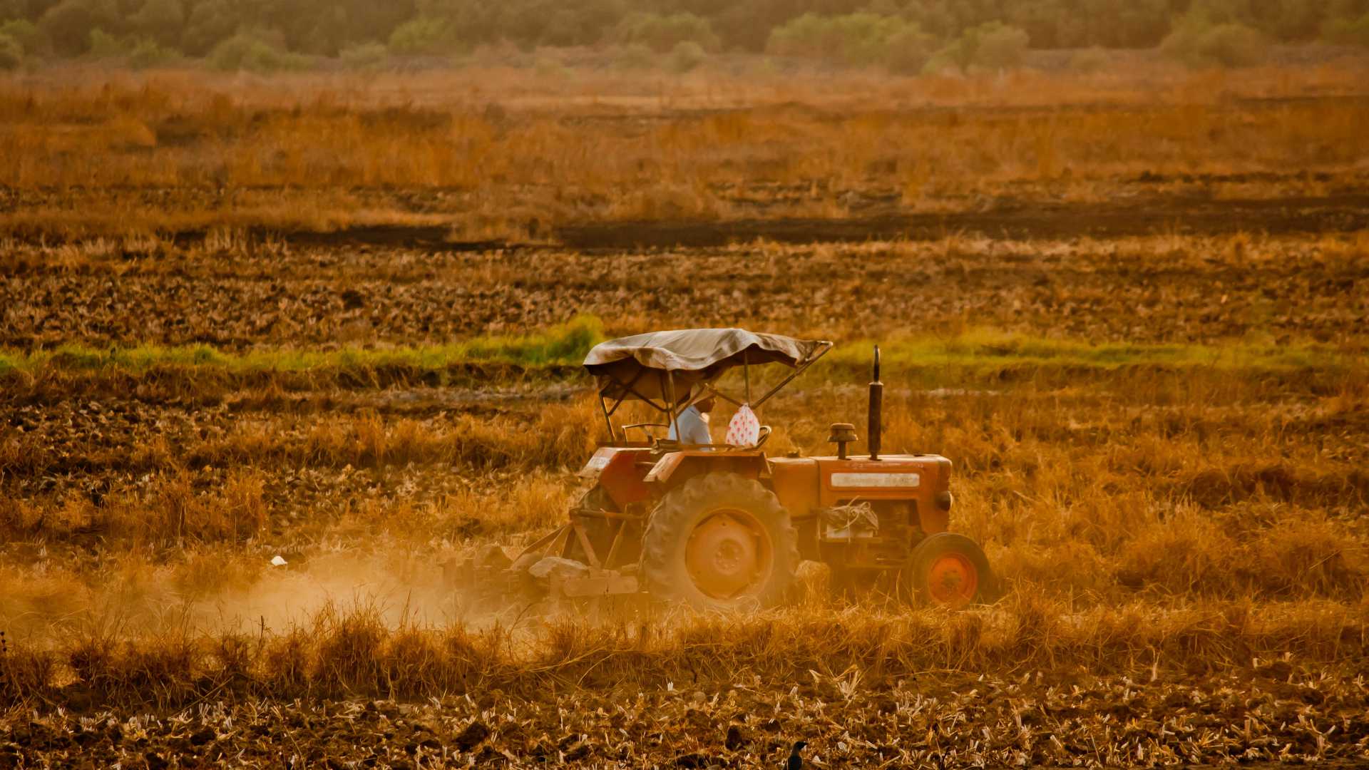 tractor in a wheat field
