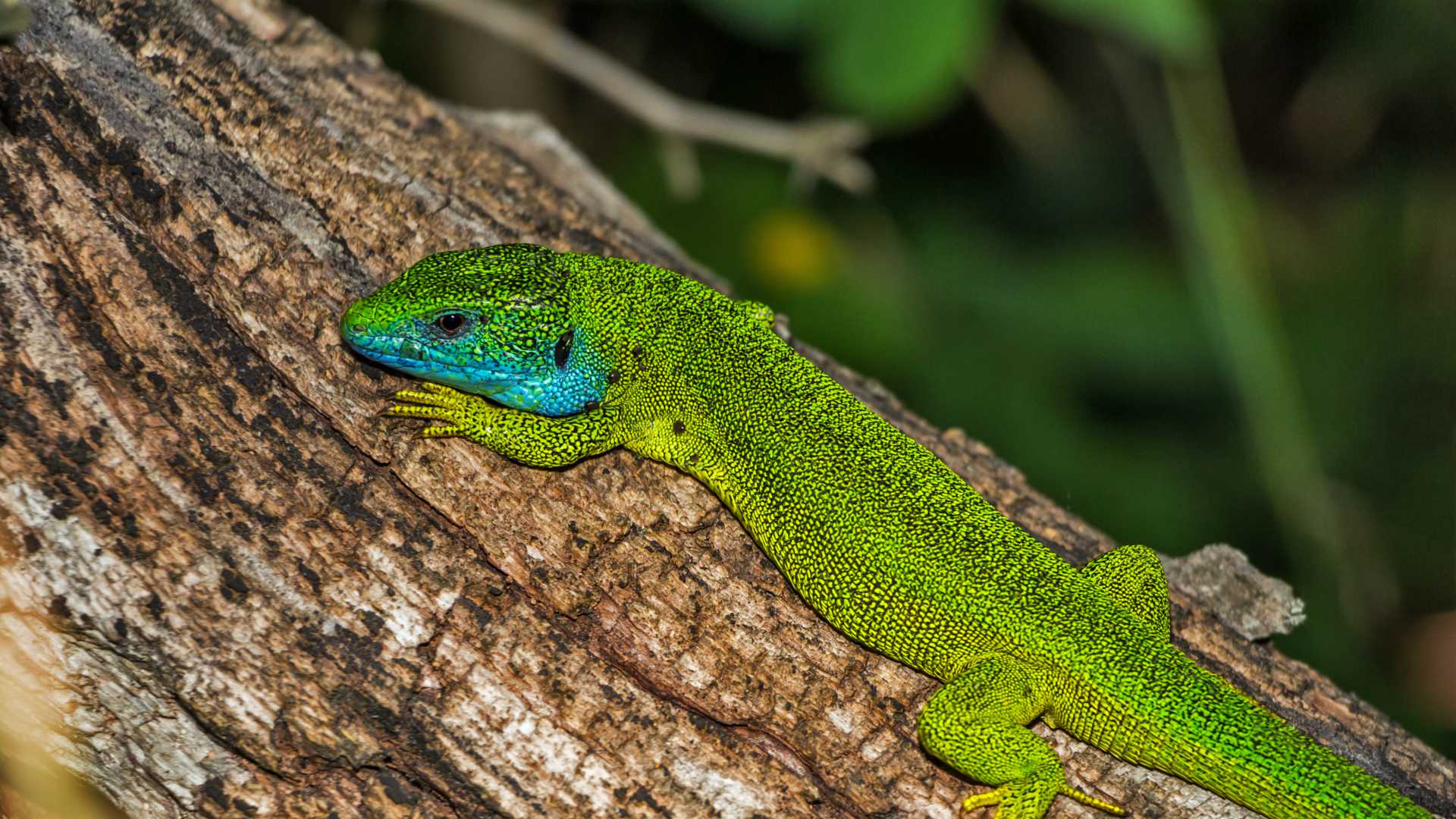 lizard