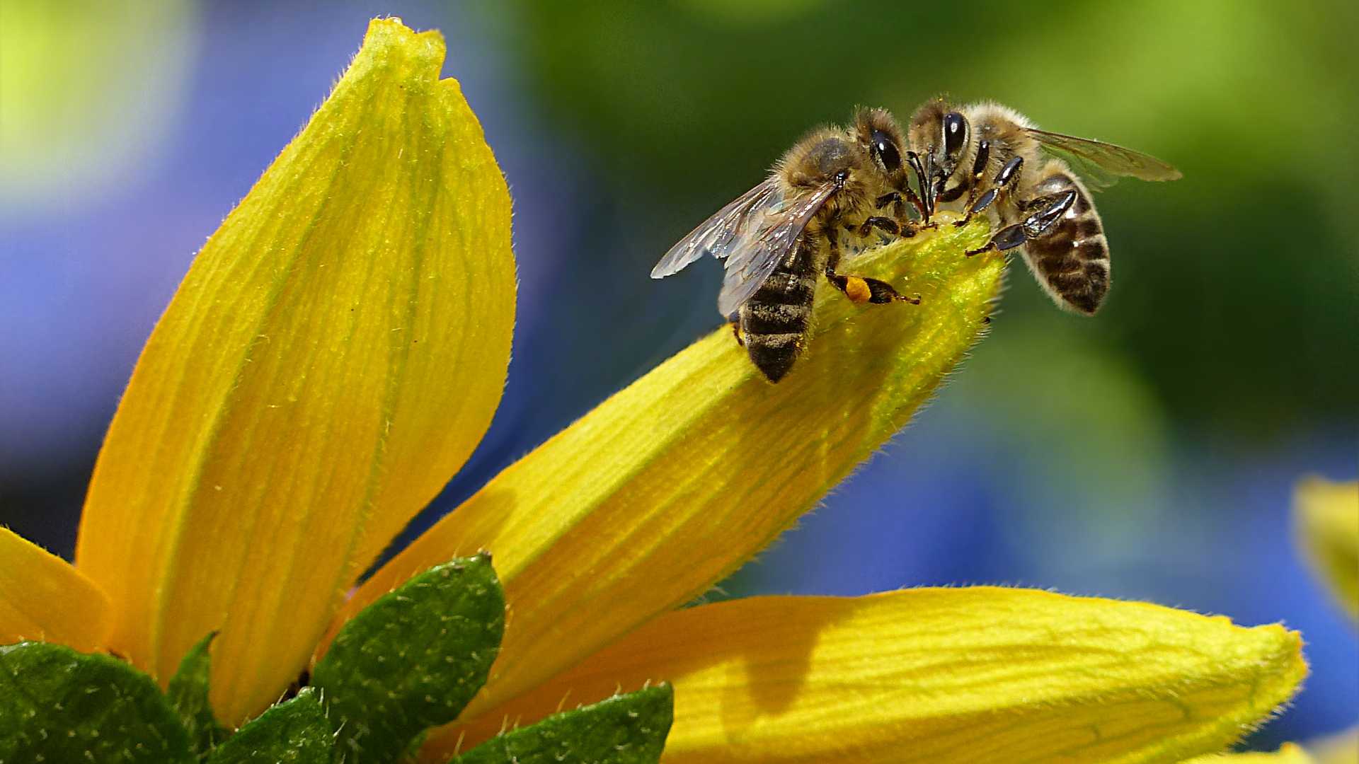 bee on a flower