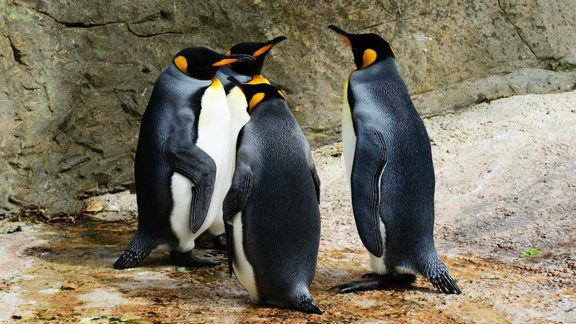 group of penguins