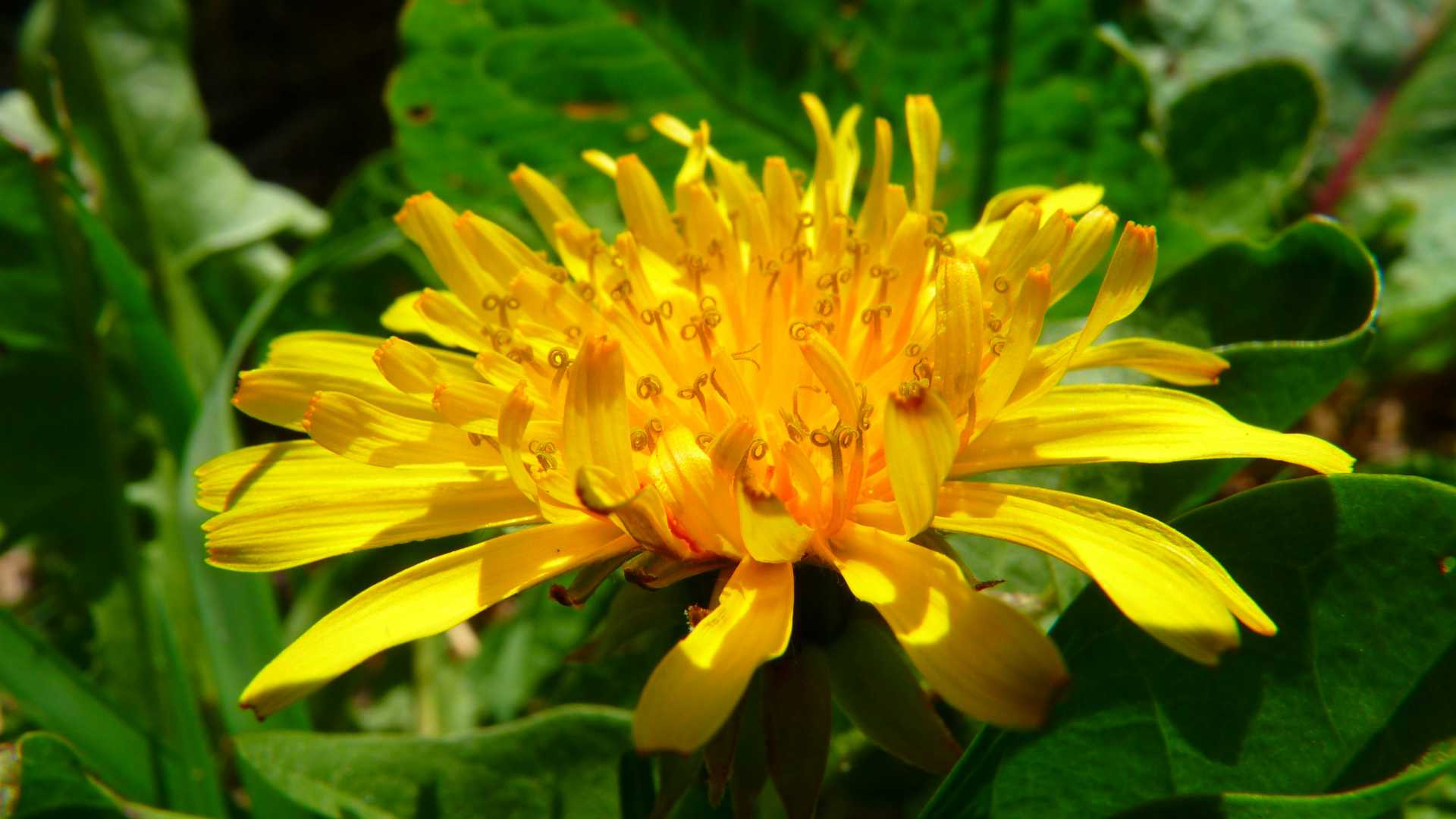 dandelion