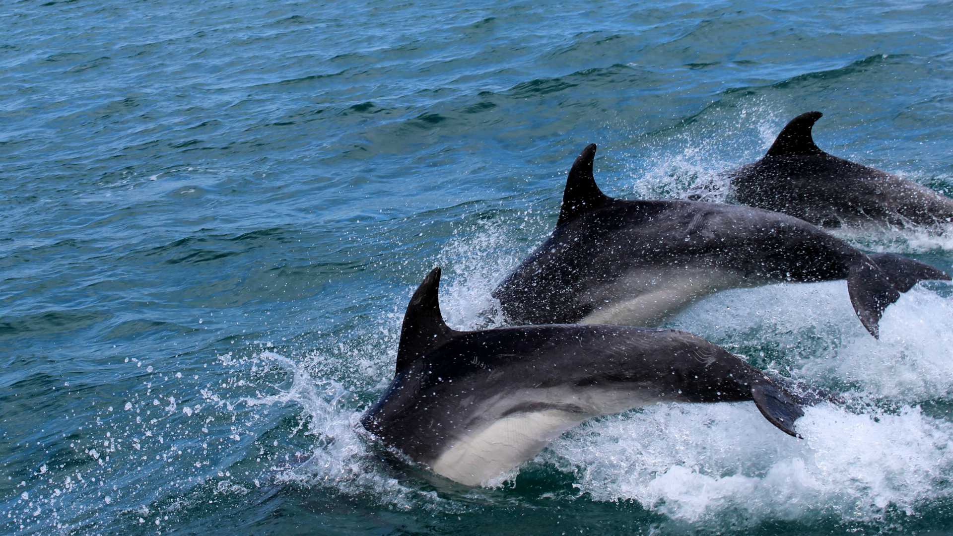 dolphins swimming together