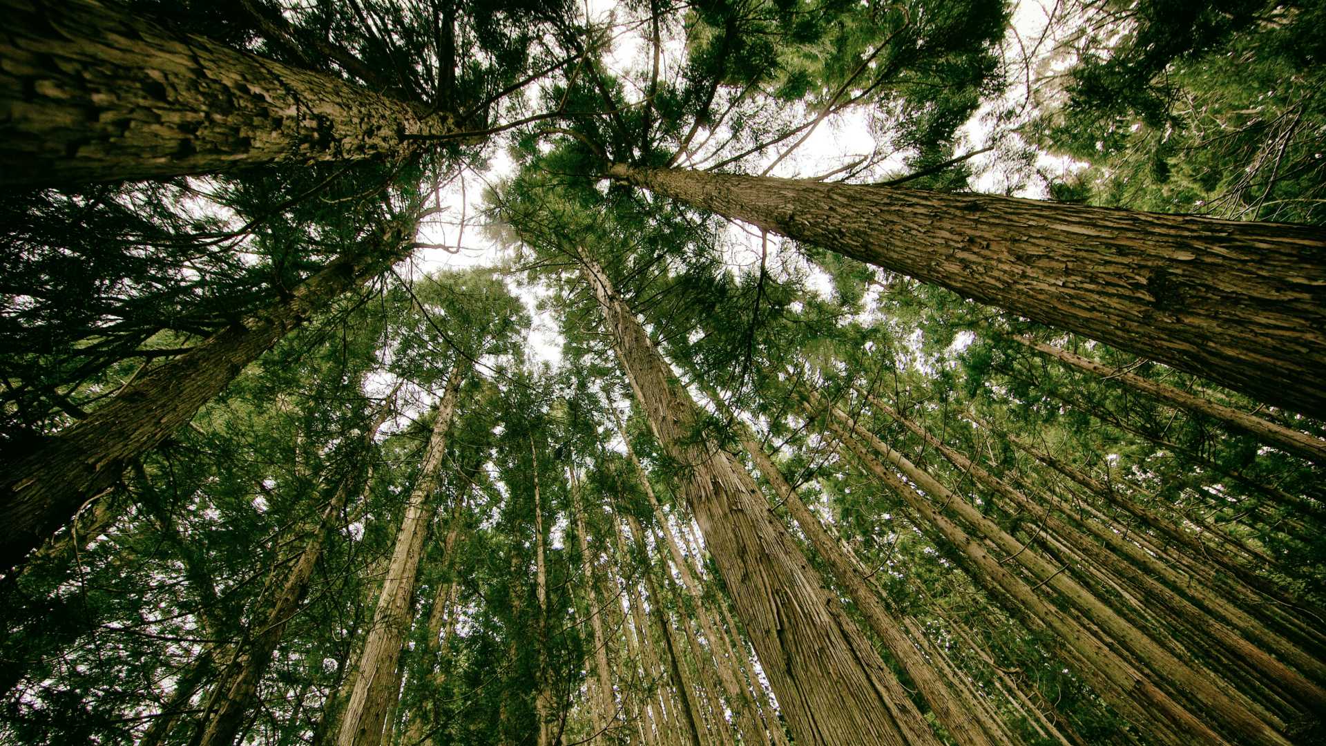 forest