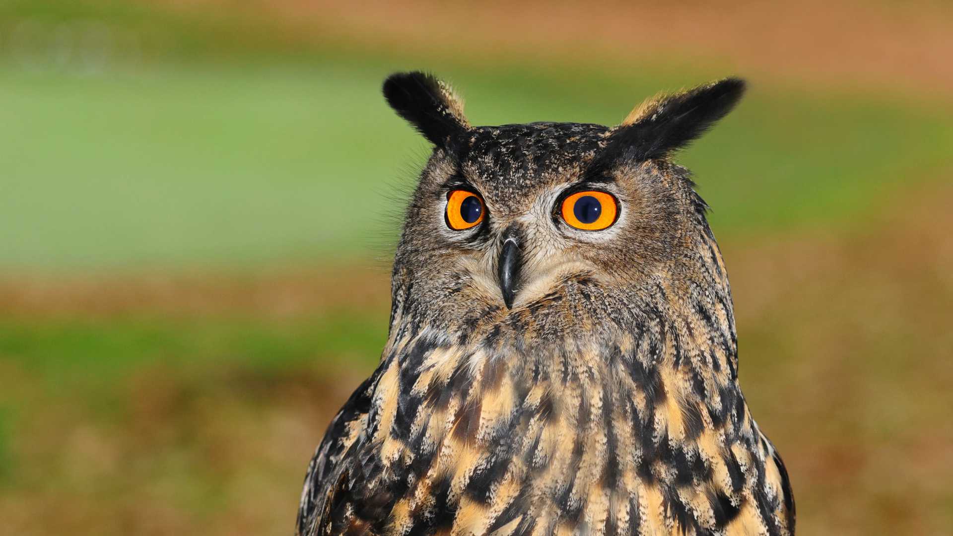 owl