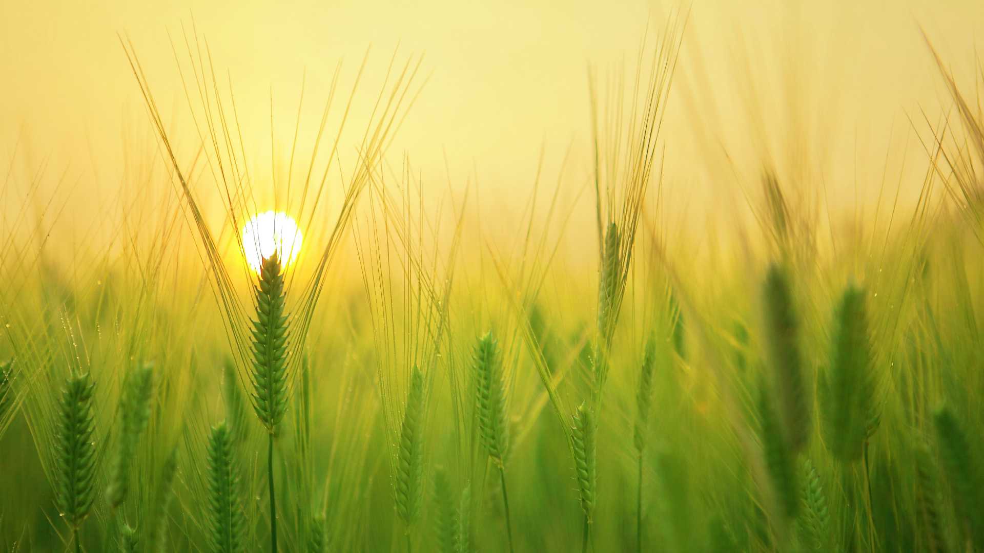 sunrise