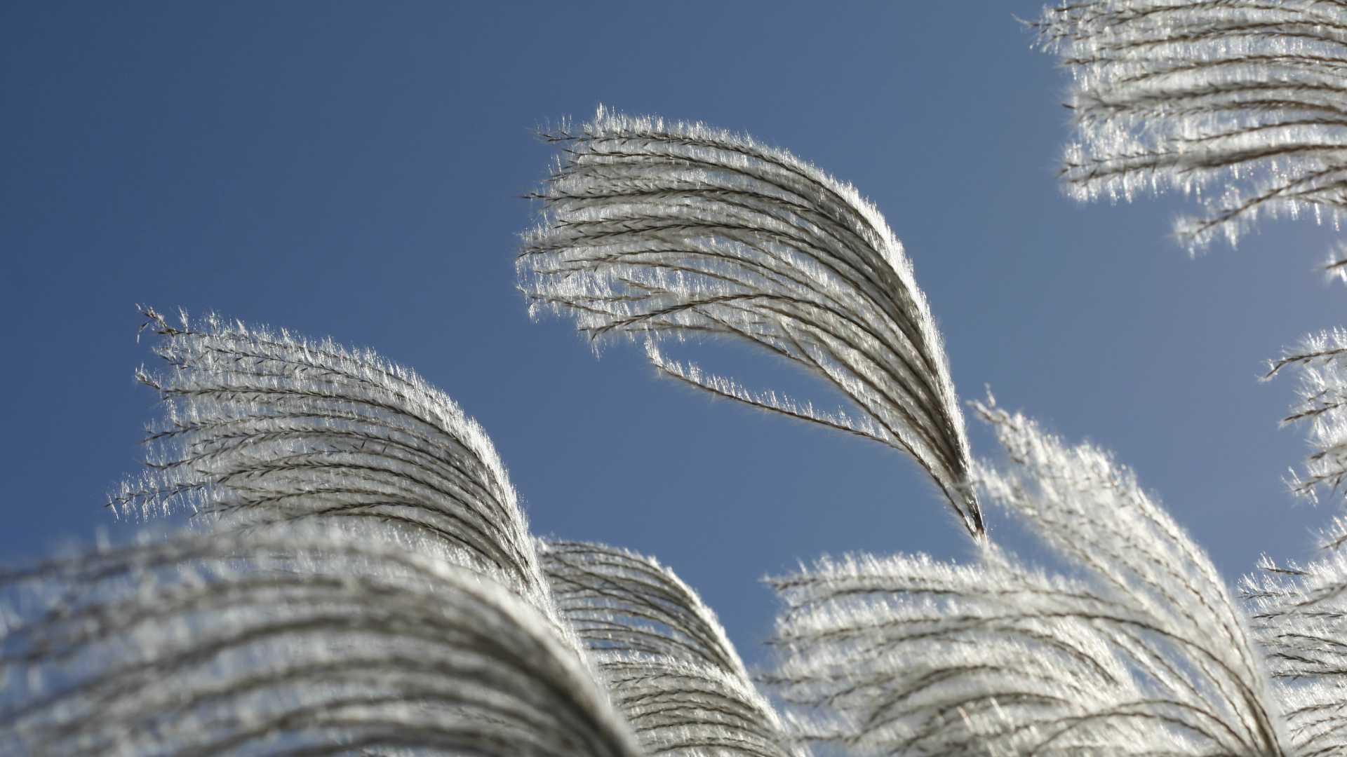 cotton blowing in the breeze
