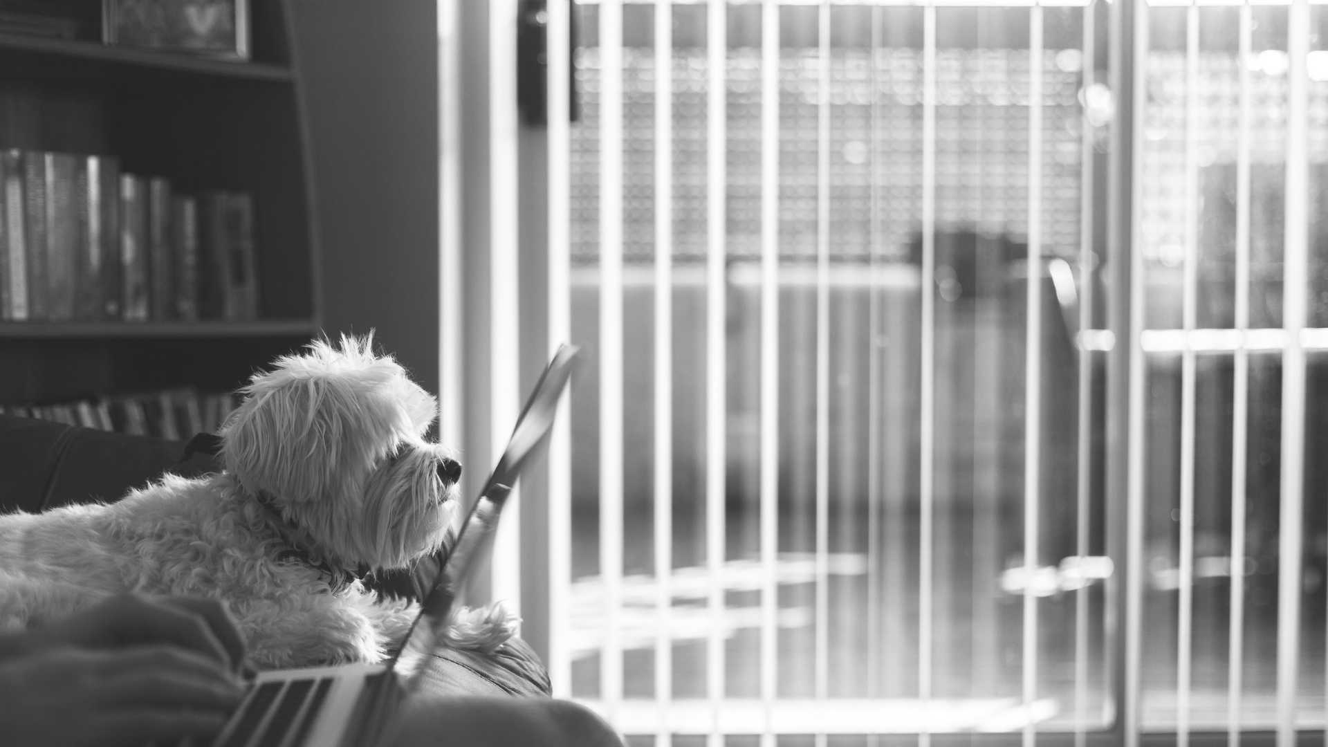 soft dog looking at a laptop