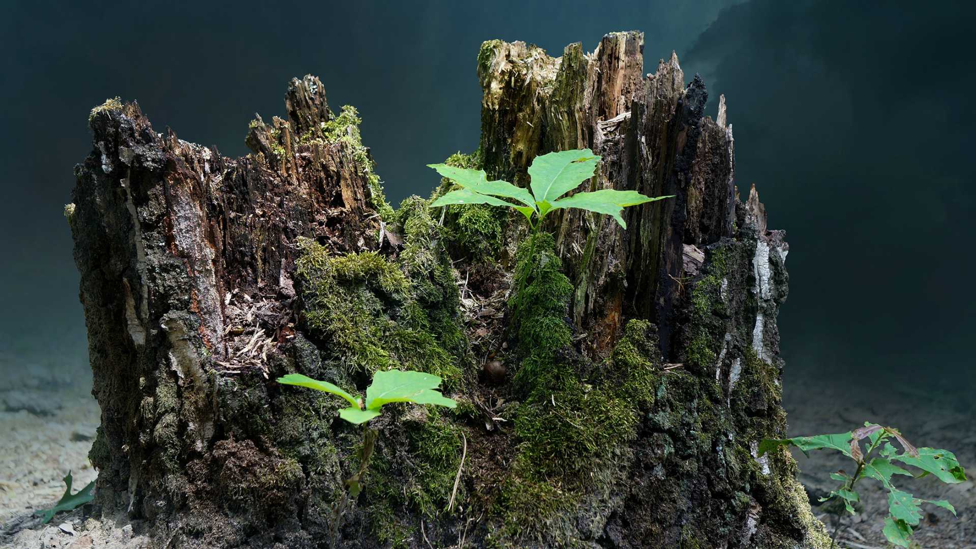 plants growing from a tree stump