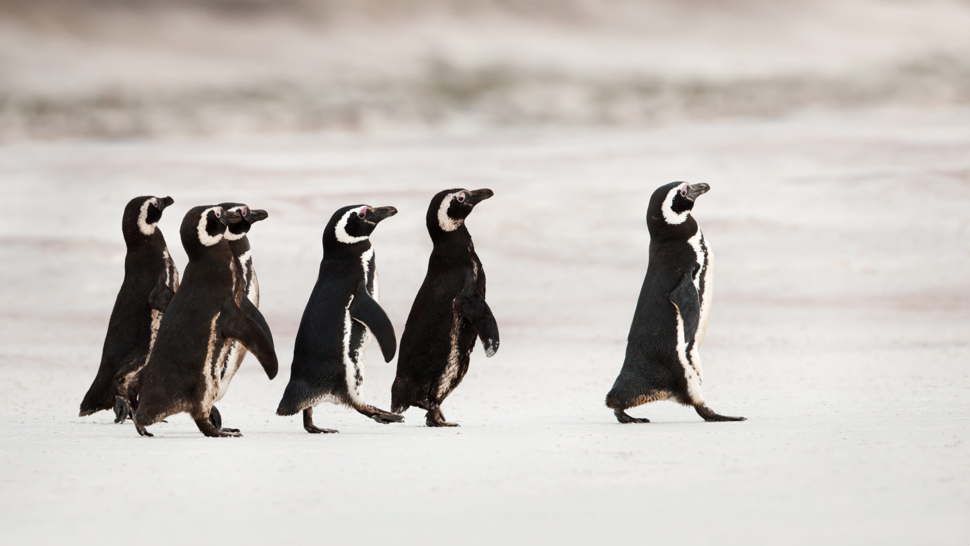 Penguins