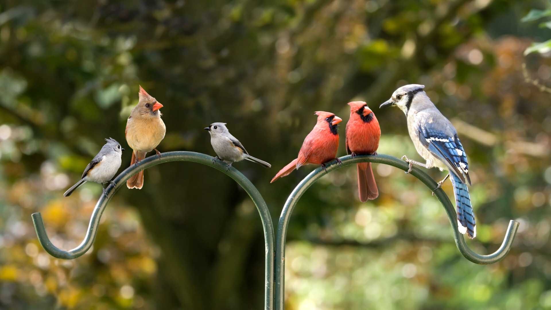 inclusion