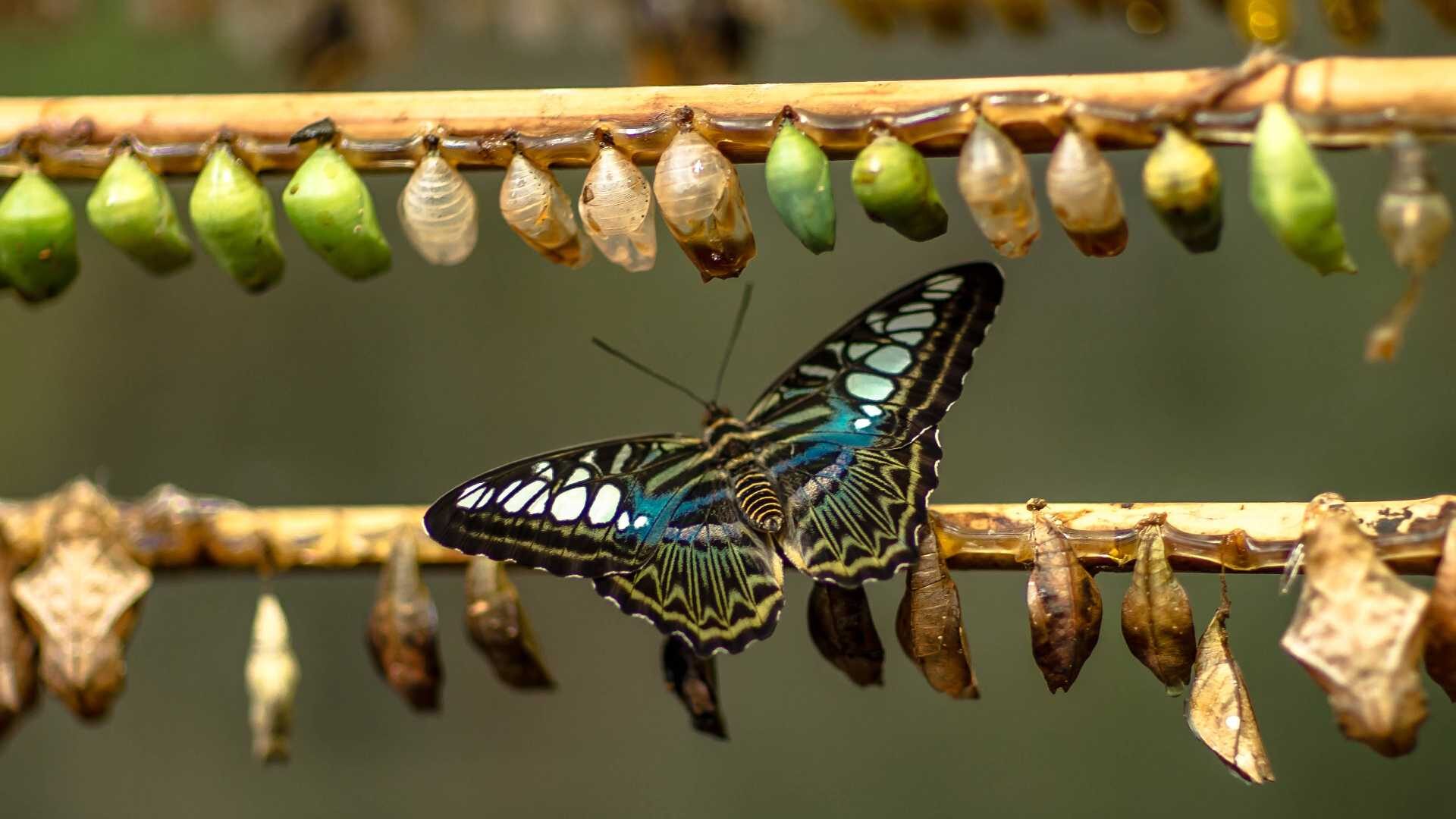 A butterfly spreads its wings among a row of chrysallises