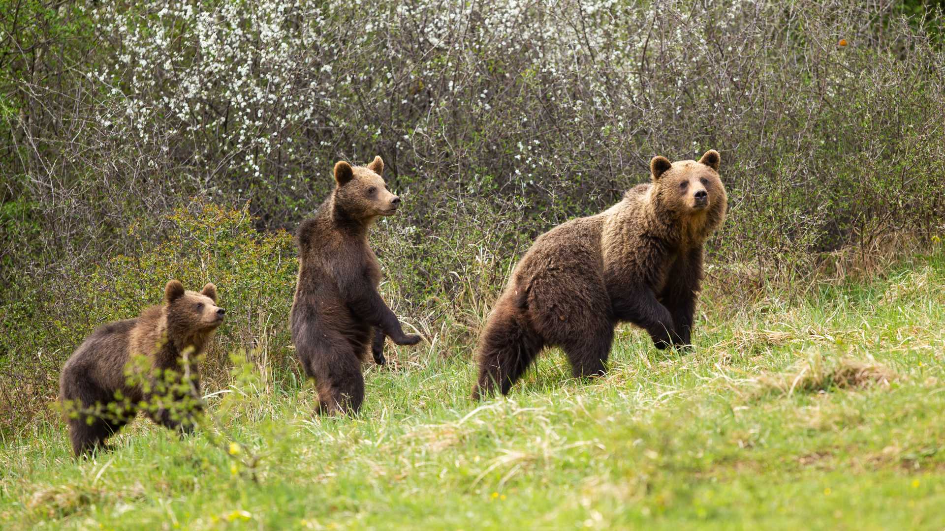 Three bears walking in the woods
