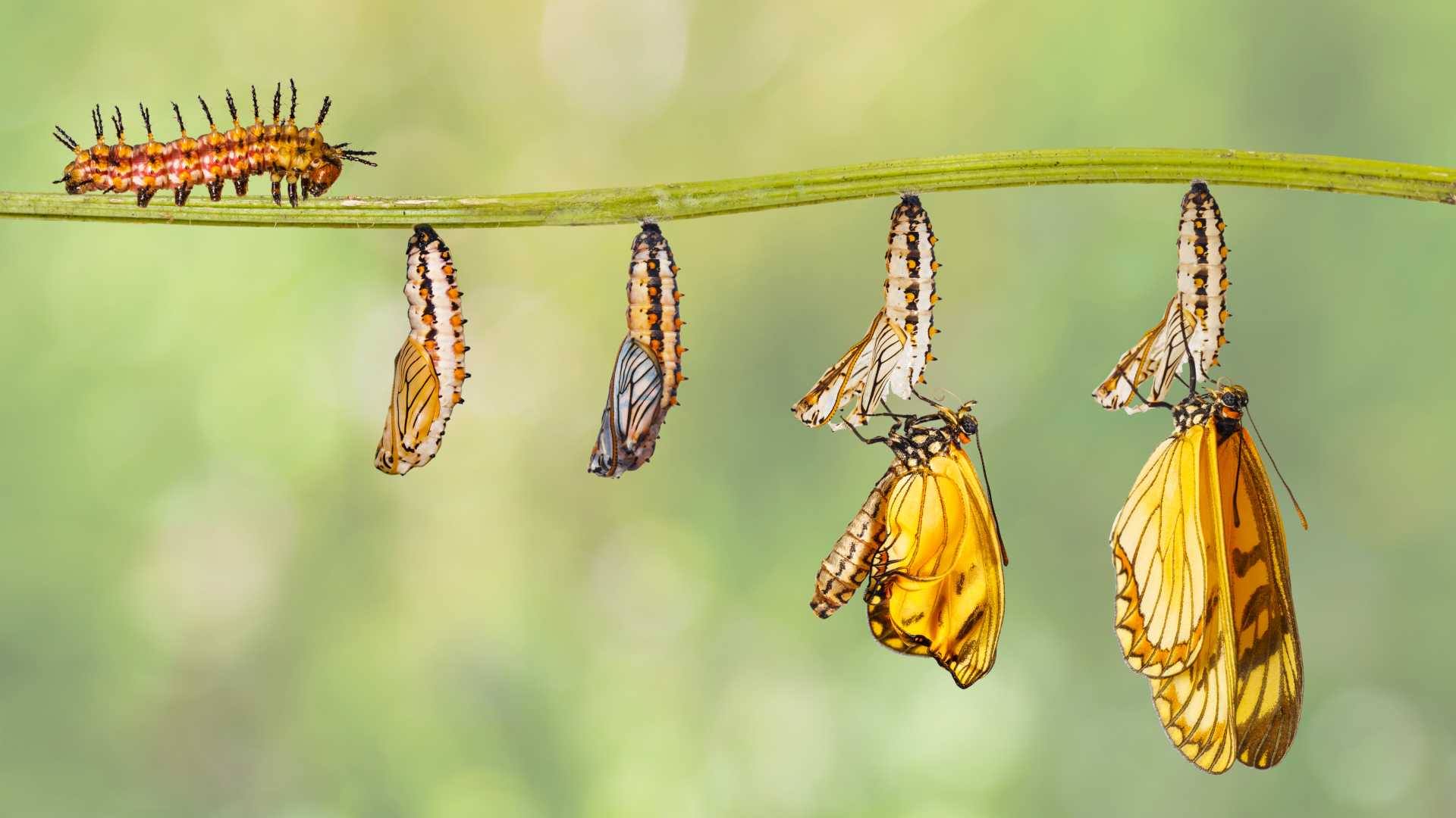 Caterpillar's timeline of metamorphosis shown in five steps.