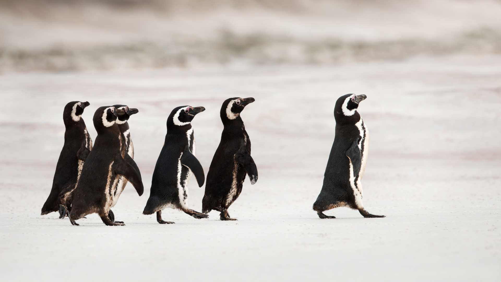 A penguin leads a group of penguins through the snow