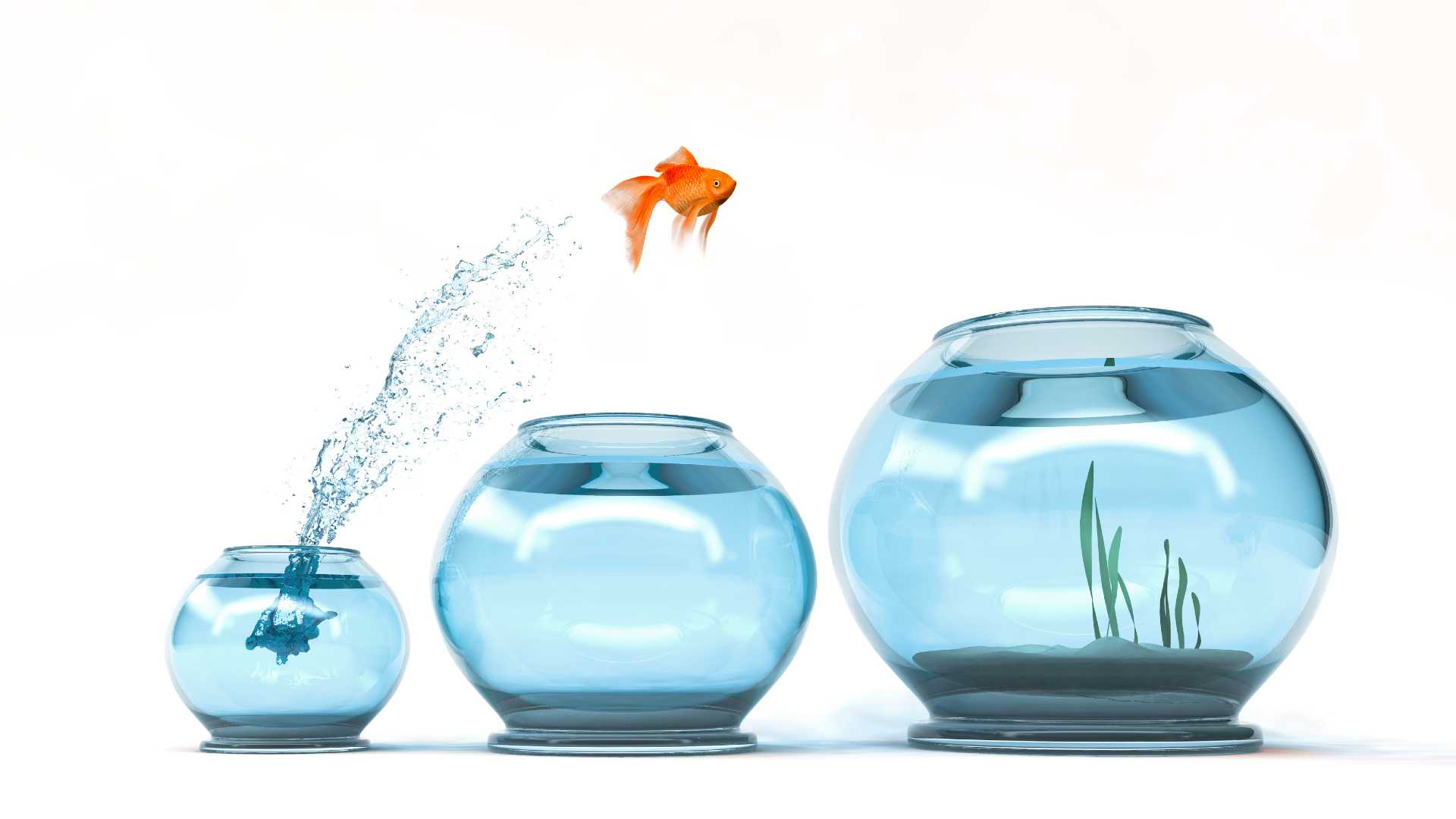 A goldfish hopping for a small fish tank that it has over grown over a medium sized fish tank into a larger fish tank.