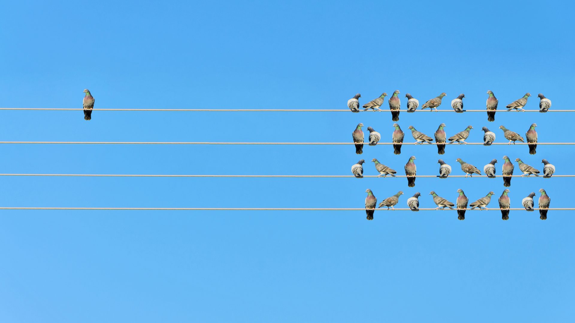 Birds at every level