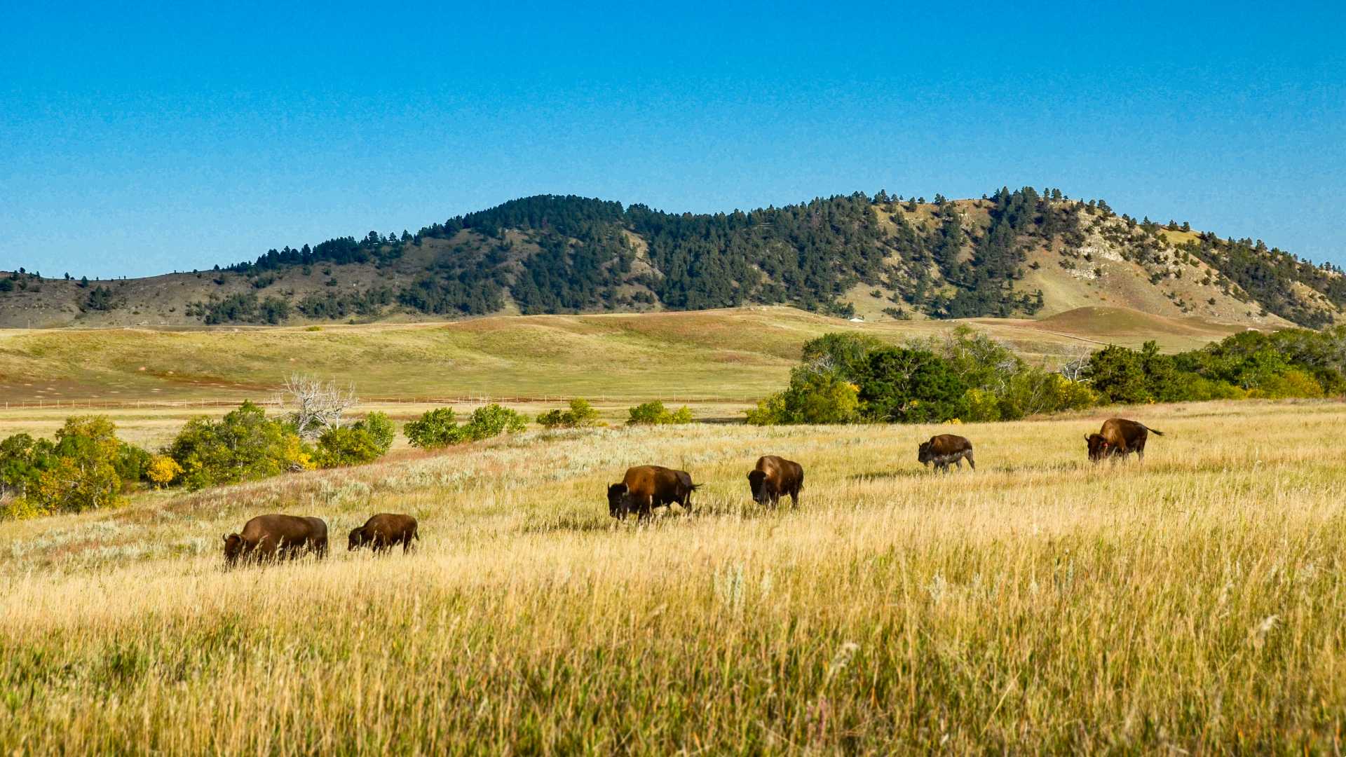 Farm Field with wild buffalos running around.