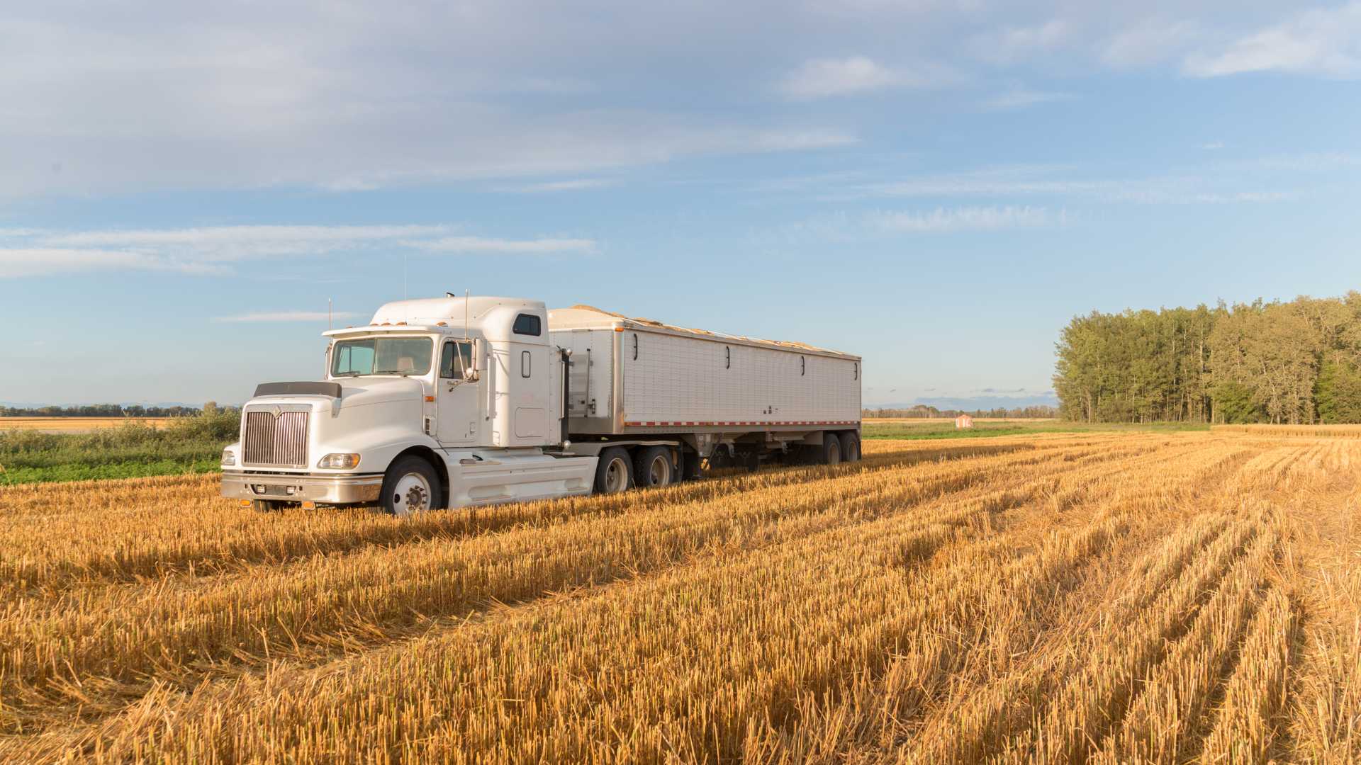 Semi-truck in a wheat field.