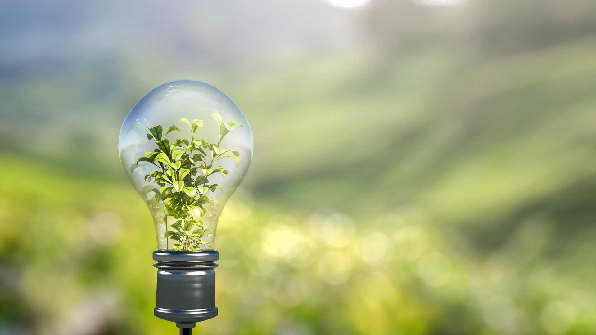 A small green plant growing inside a transparent lightbulb, symbolizing growth and development.