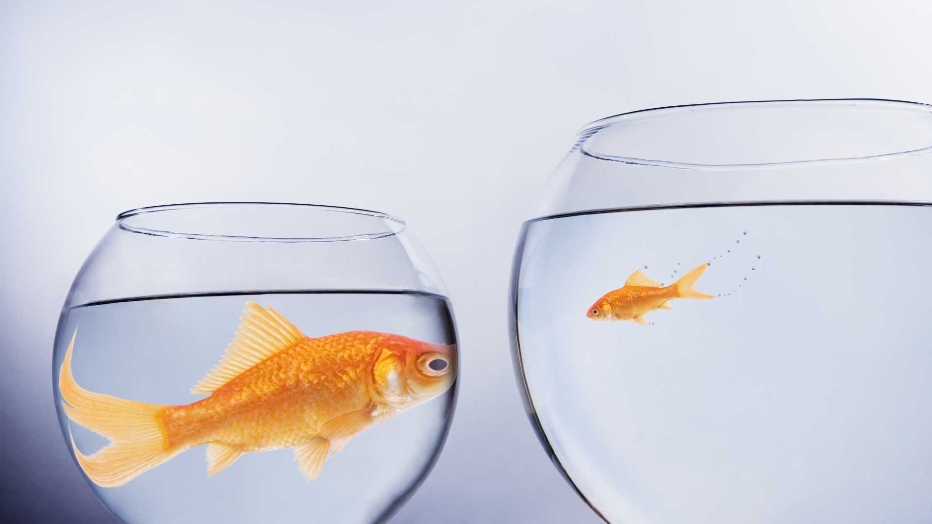 large goldfish in a small bowl faces a smaller goldfish in a larger bowl, representing growth beyond an existing training model